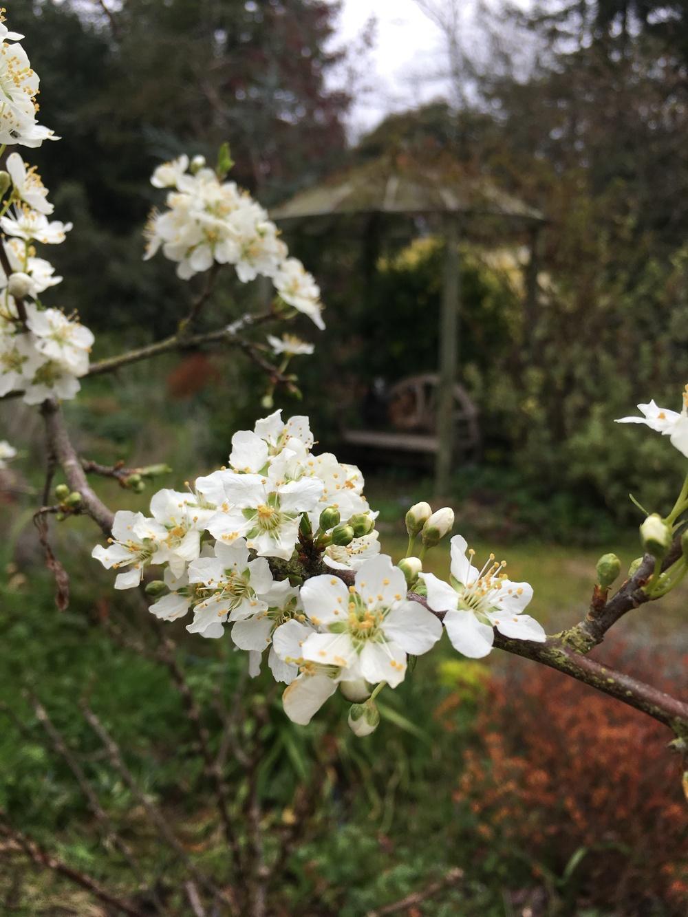 Photo of Japanese Plum (Prunus salicina 'Santa Rosa') uploaded by Calif_Sue
