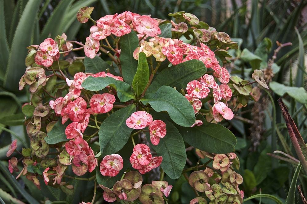 Photo of Crown of Thorns (Euphorbia milii) uploaded by Fleur569