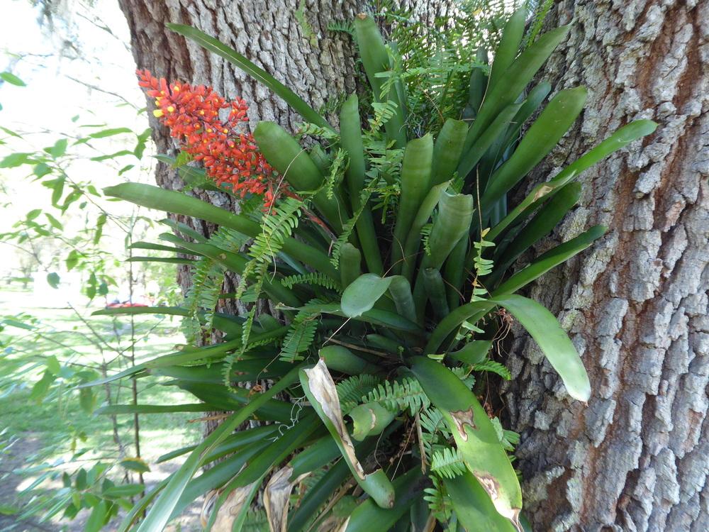 Photo of Bromeliad (Aechmea caudata 'Blotches') uploaded by mellielong