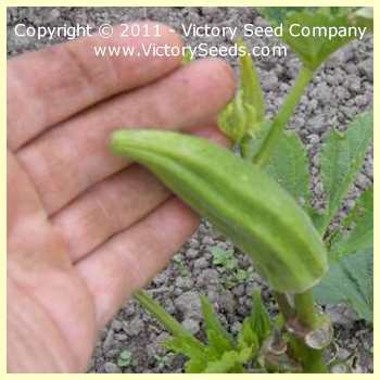Photo of Okra (Abelmoschus esculentus 'Clemson Spineless 80') uploaded by MikeD