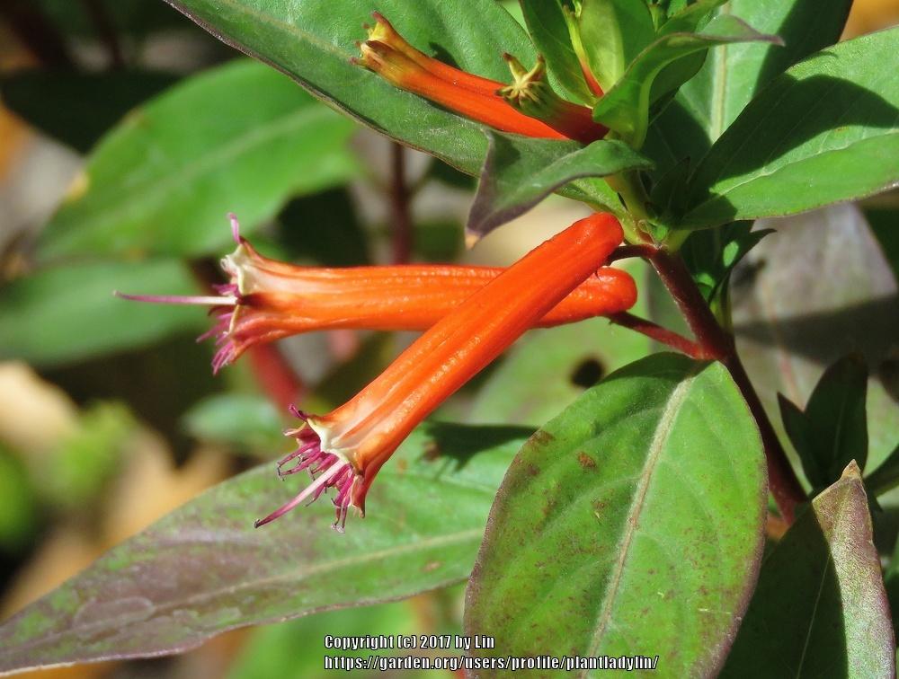 Photo of Firecracker Plant (Cuphea ignea) uploaded by plantladylin