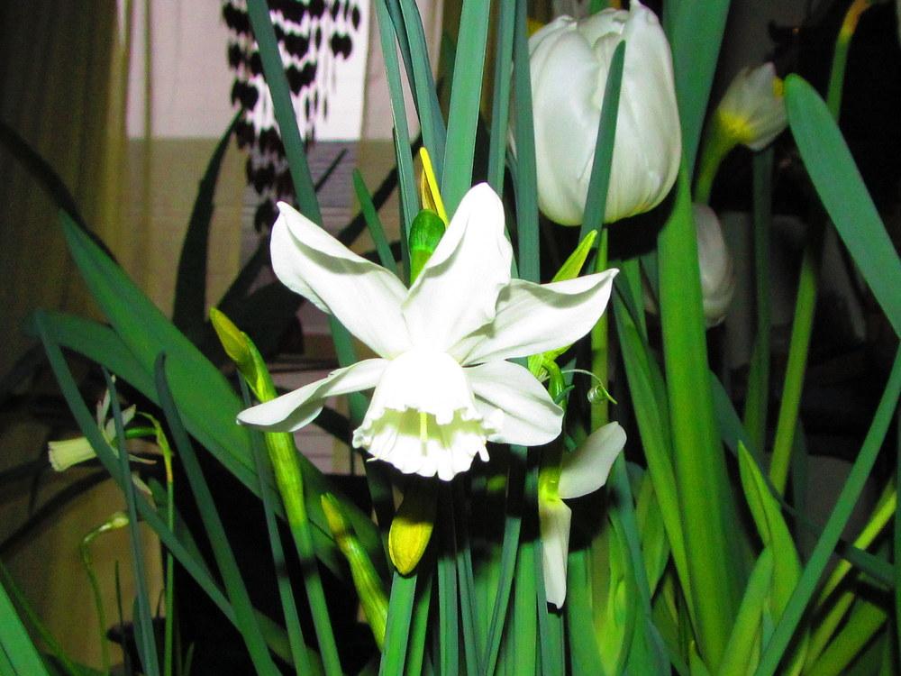 Photo of Triandrus Daffodil (Narcissus 'Starlight Sensation') uploaded by jmorth