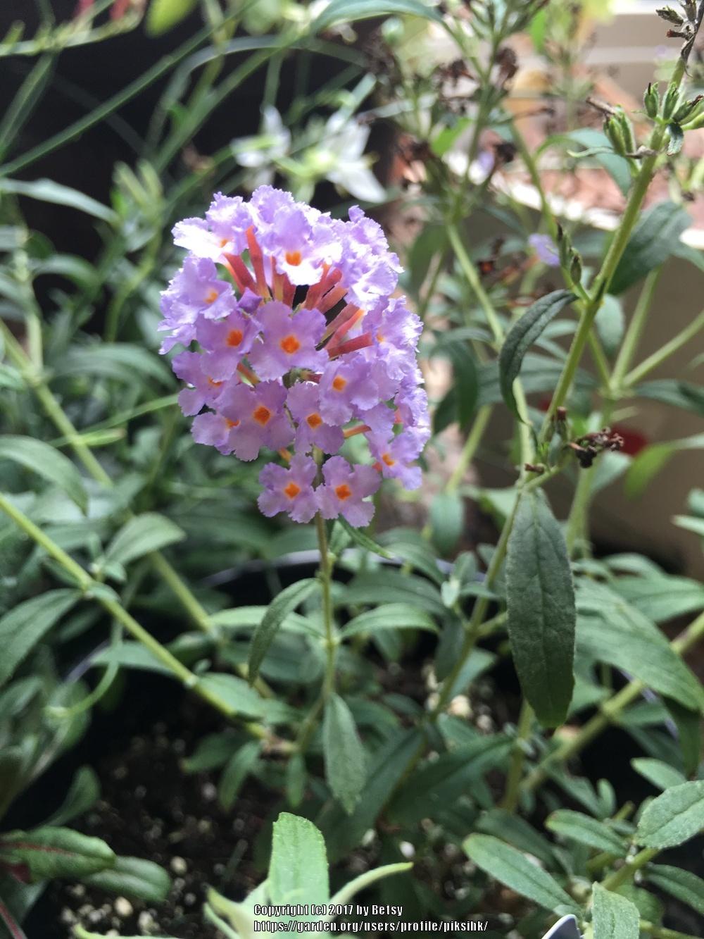 Butterfly Bushes Plant Care and Collection of Varieties