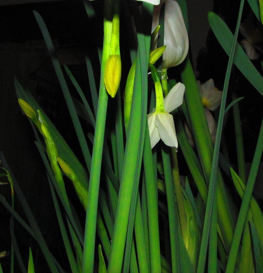 Photo of Triandrus Daffodil (Narcissus 'Starlight Sensation') uploaded by jmorth