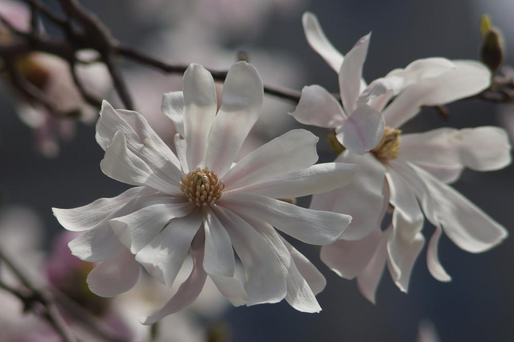 Photo of Star Magnolia (Magnolia stellata) uploaded by robertduval14