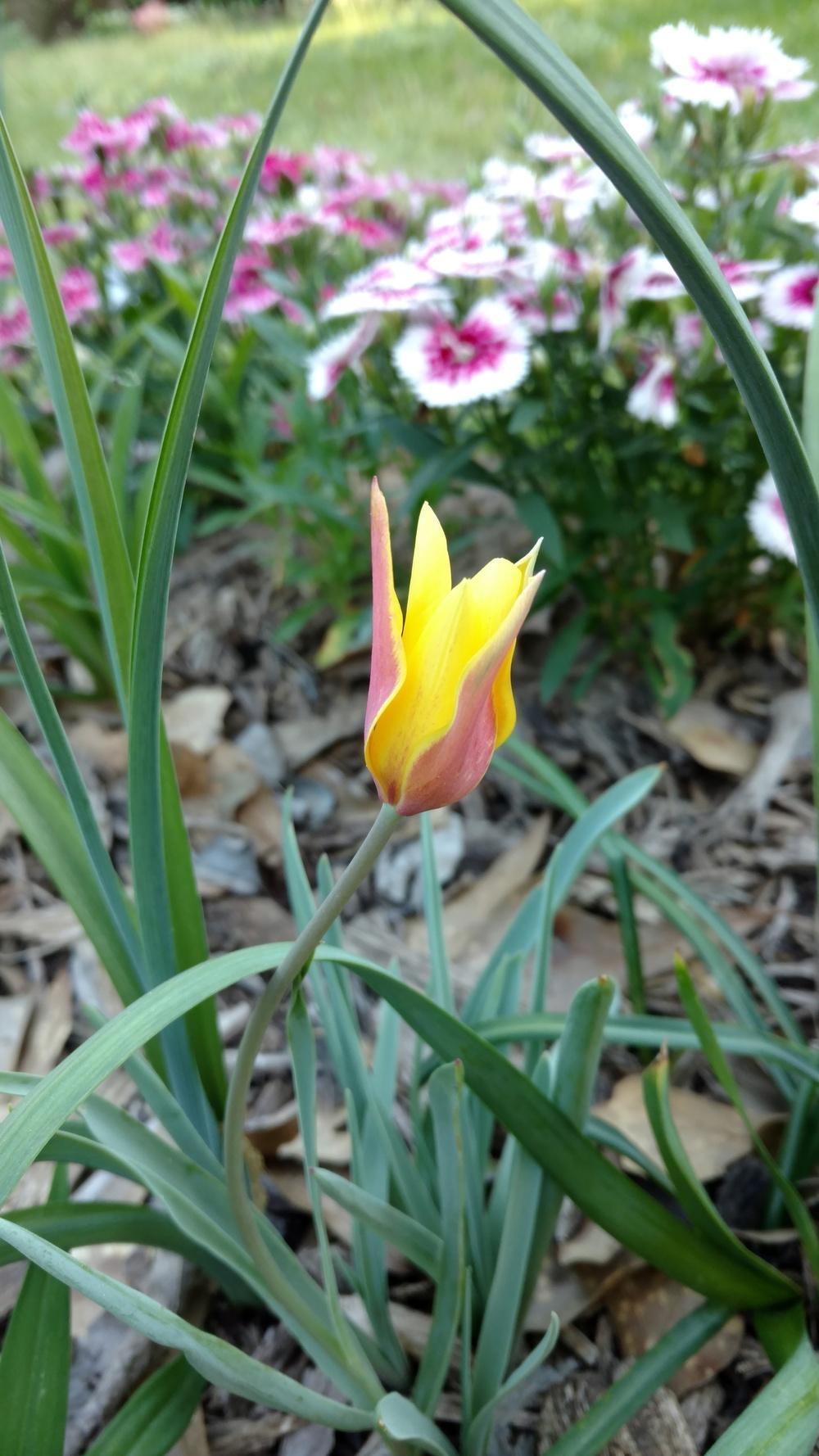 Photo of Tulips (Tulipa) uploaded by sarahbugw