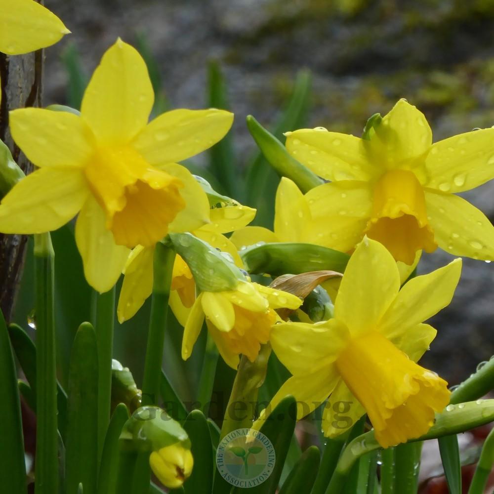 Photo of Daffodil (Narcissus 'Tete-a-Tete') uploaded by Patty