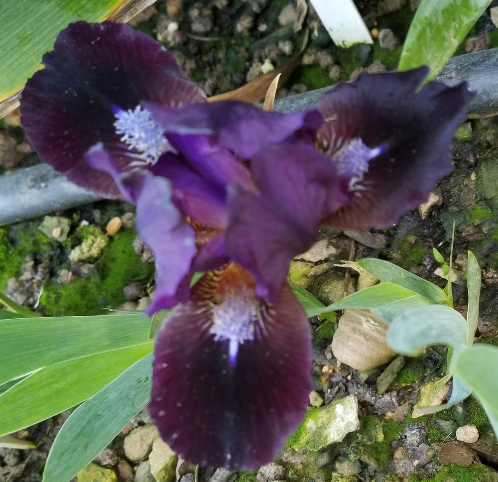 Photo of Standard Dwarf Bearded Iris (Iris 'Dark Vader') uploaded by mesospunky