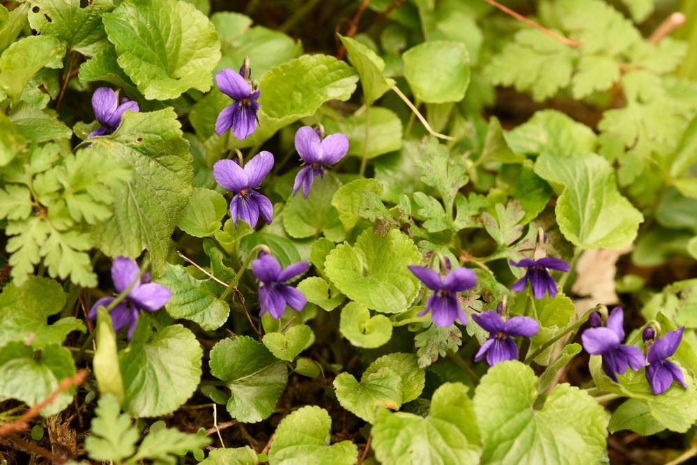 Photo of Sweet Violet (Viola odorata) uploaded by cliftoncat