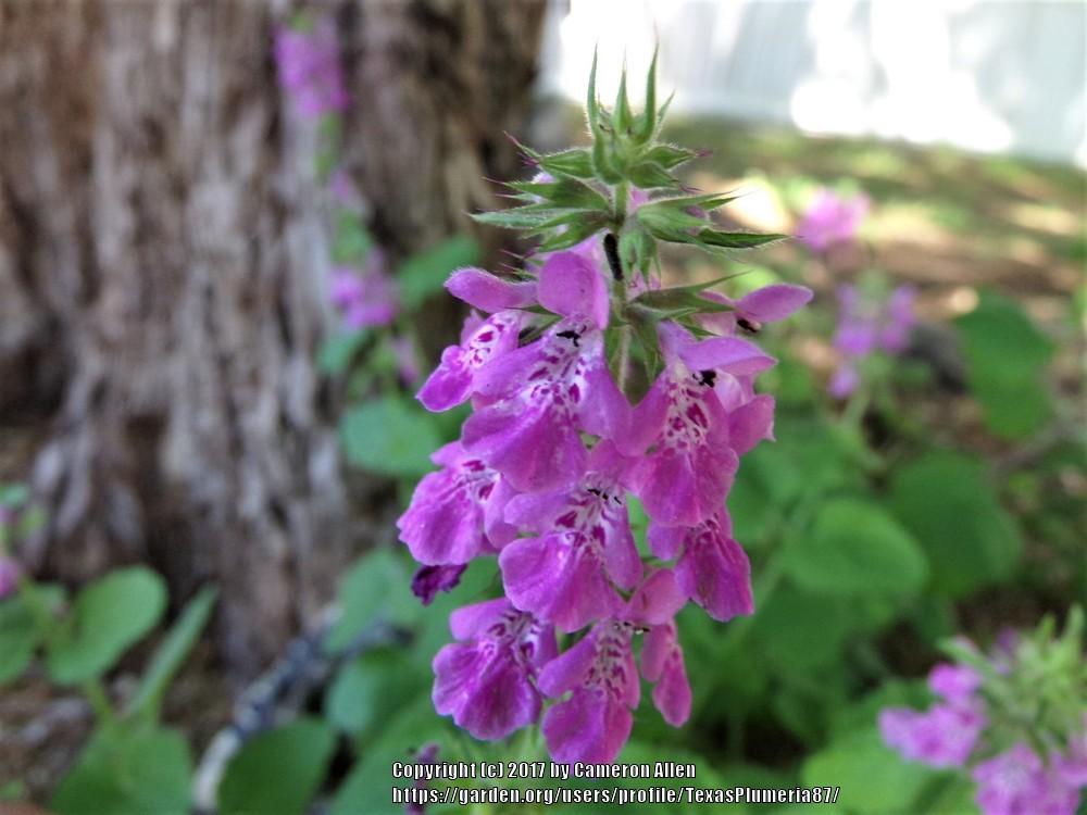 Lamb's Ears Plant Care and Collection of Varieties