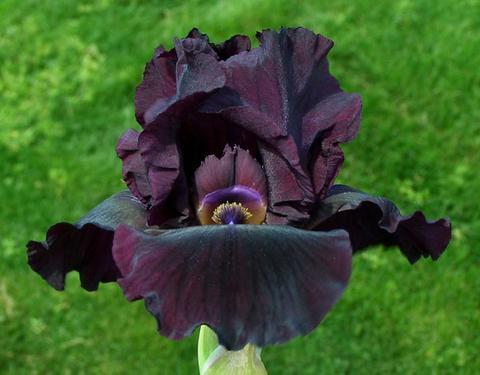 Photo of Intermediate Bearded Iris (Iris 'Midnight Run') uploaded by Calif_Sue
