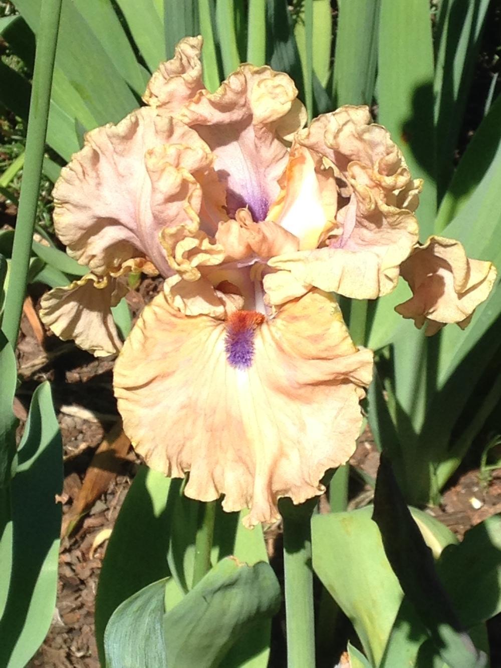 Photo of Intermediate Bearded Iris (Iris 'Bahama Blues') uploaded by lilpod13