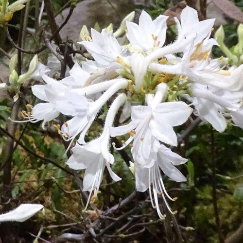 Photo of Alabama Azalea (Rhododendron alabamense) uploaded by critterologist