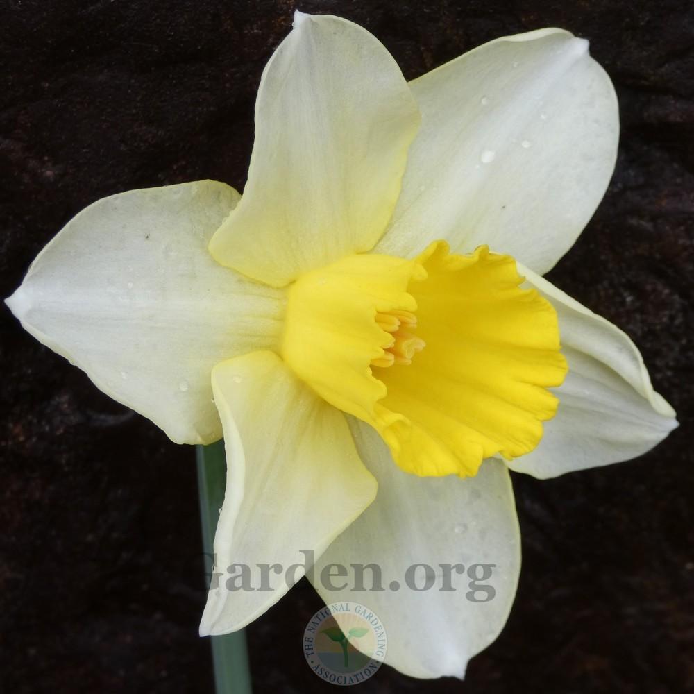 Photo of Daffodils (Narcissus) uploaded by Patty