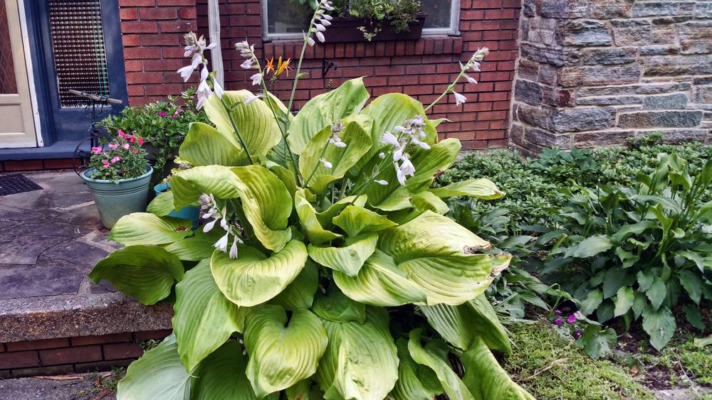 Photo of Hostas (Hosta) uploaded by doctorpartlow