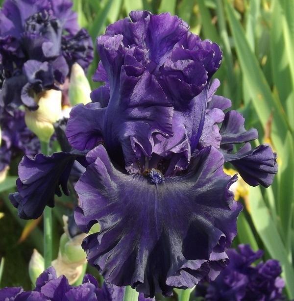 Photo of Tall Bearded Iris (Iris 'Adriatic Noble') uploaded by Calif_Sue