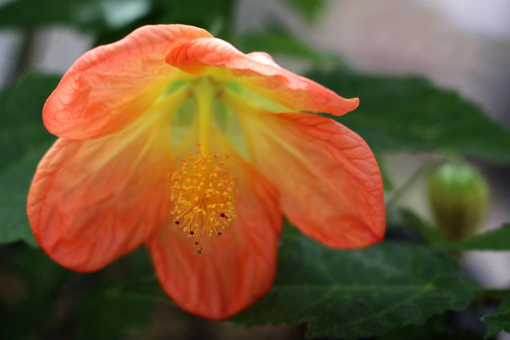 Photo of Flowering Maple (Abutilon Lucky Lantern™ Tangerine) uploaded by GrammaChar