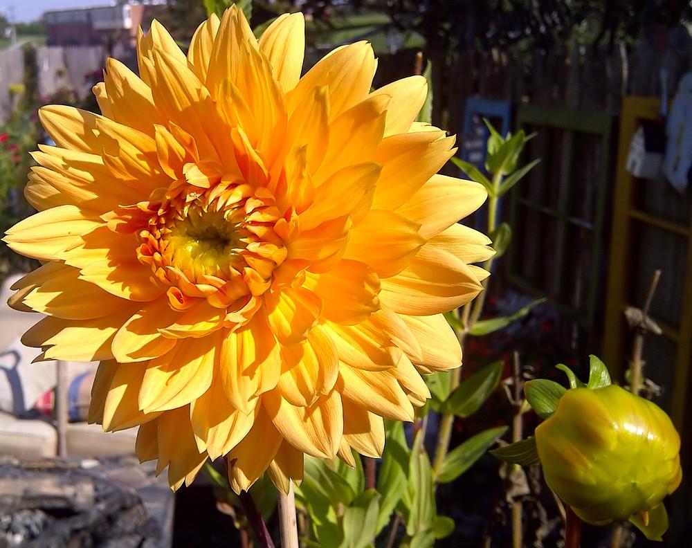 Photo of Dahlias (Dahlia) uploaded by doctorpartlow