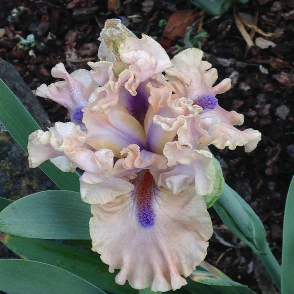Photo of Intermediate Bearded Iris (Iris 'Bahama Blues') uploaded by lilpod13