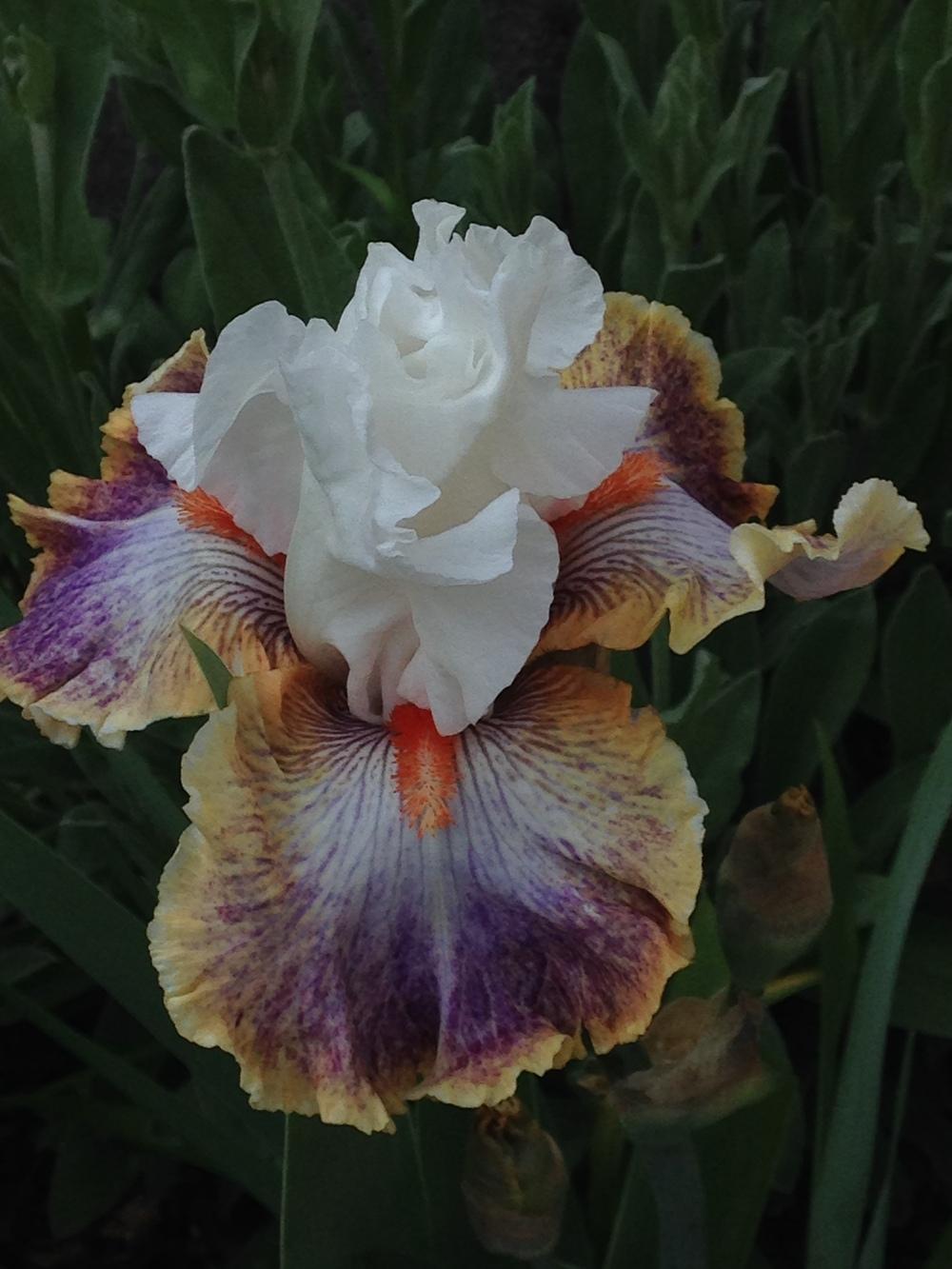 Photo of Tall Bearded Iris (Iris 'Colours of the Wind') uploaded by lilpod13