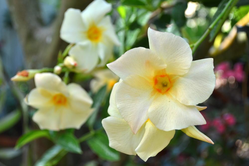 Photo of Mandevilla uploaded by sunkissed
