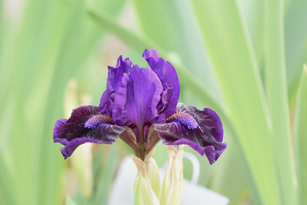 Photo of Standard Dwarf Bearded Iris (Iris 'Satin Dreams') uploaded by cliftoncat