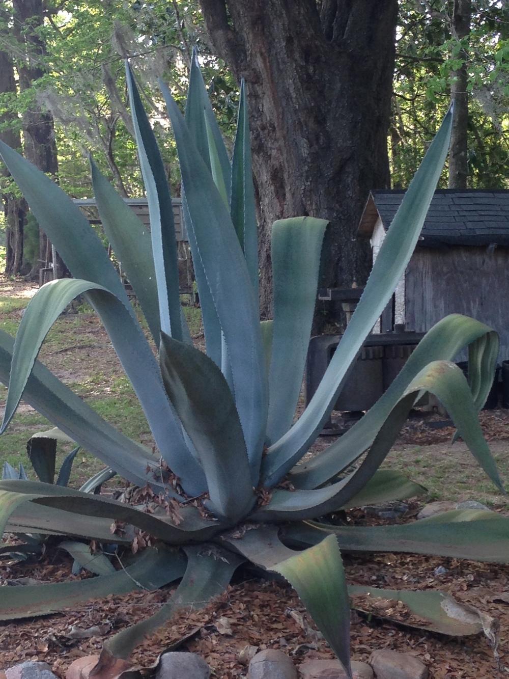 Photo of Century Plant (Agave americana subsp. americana) uploaded by DaisyRyder
