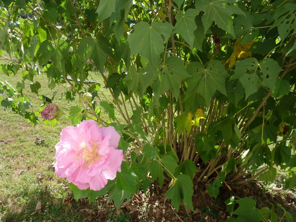 Photo of Hibiscus uploaded by ALtransplant