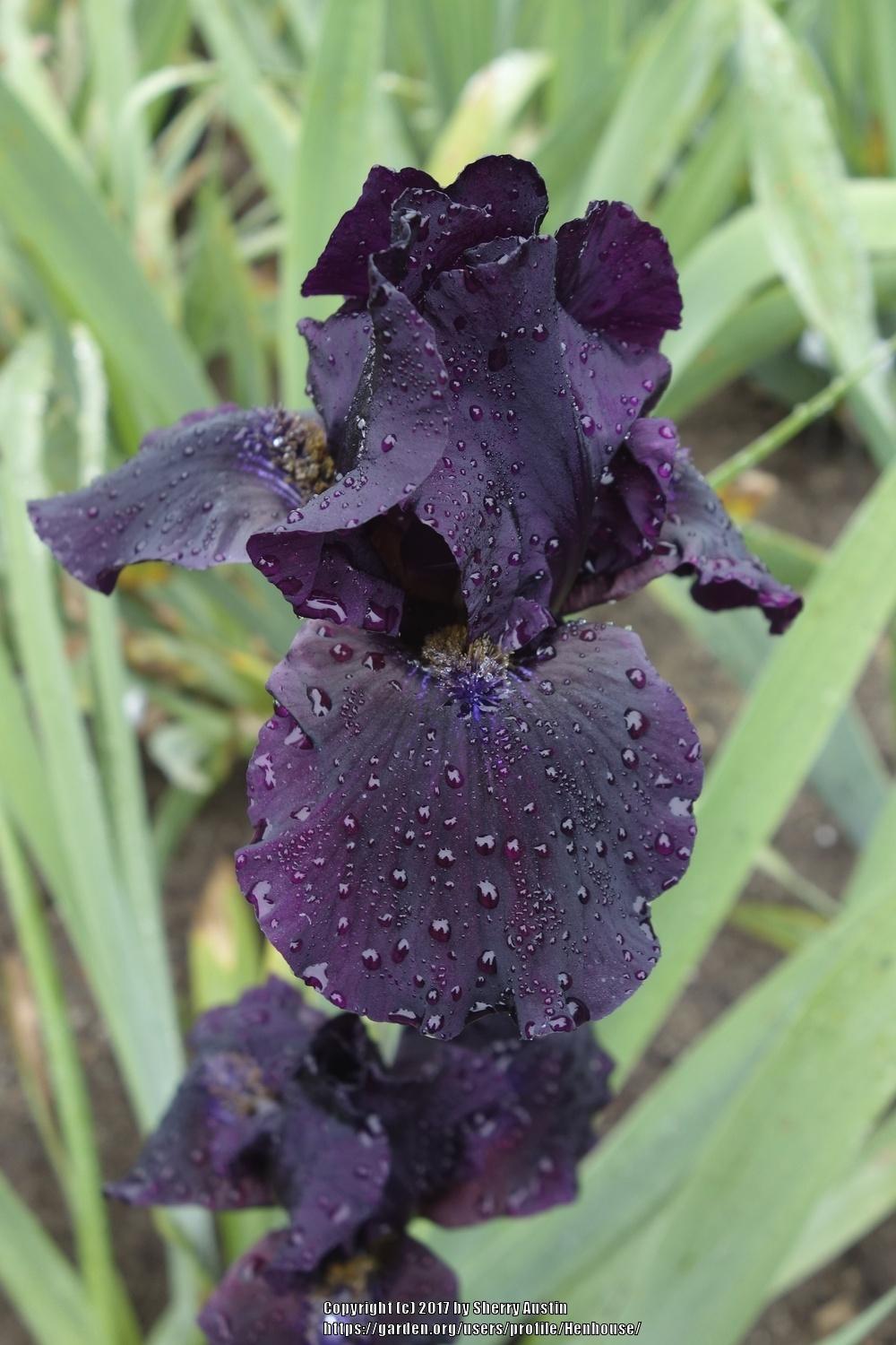 Photo of Intermediate Bearded Iris (Iris 'Midnight Run') uploaded by Henhouse