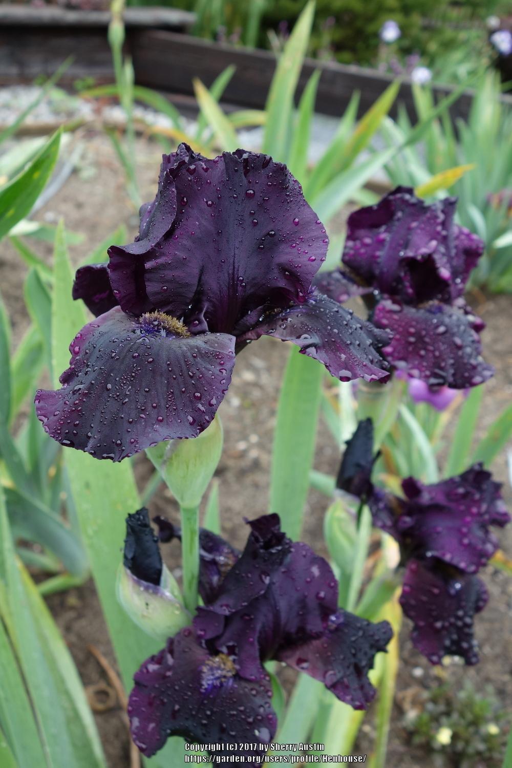 Photo of Intermediate Bearded Iris (Iris 'Midnight Run') uploaded by Henhouse