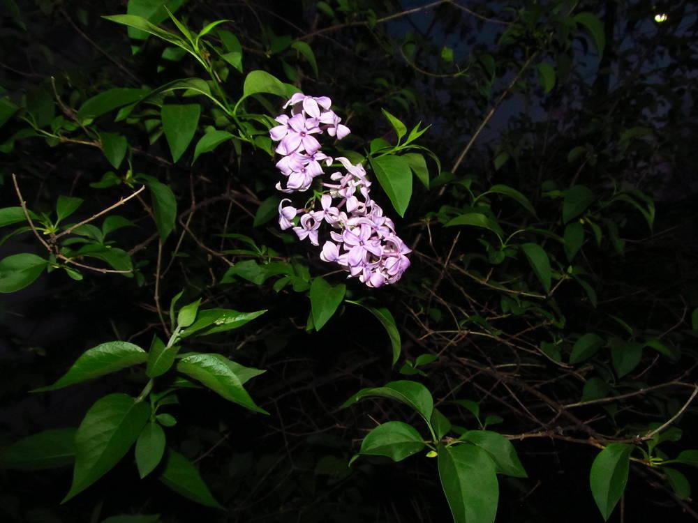 Photo of Lilacs (Syringa) uploaded by jmorth