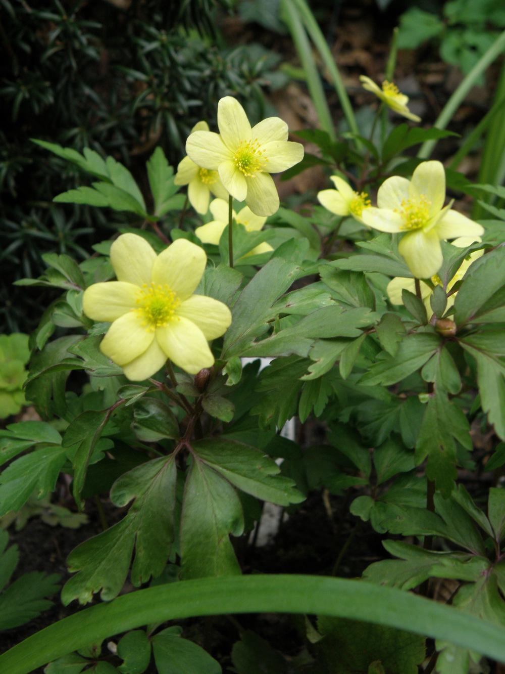 Anemones Plant Care and Collection of Varieties