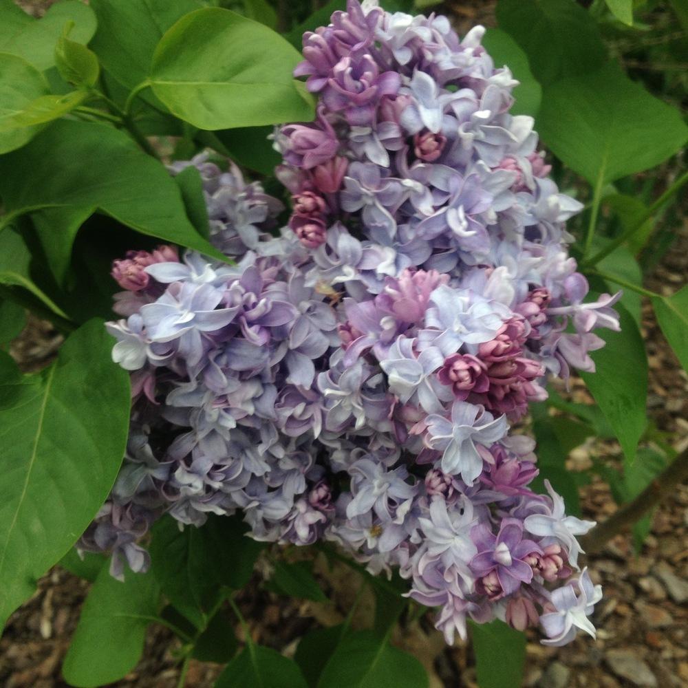 Photo of Common Lilac (Syringa vulgaris 'Nadezhda') uploaded by csandt