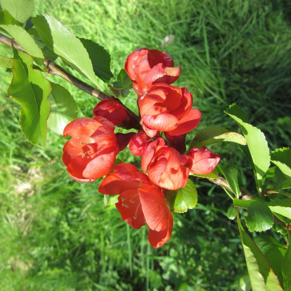 Photo of Flowering Quince (Chaenomeles japonica) uploaded by Bonehead