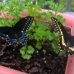 Location: Woodbridge , Va
Date: 04-19-17
newly emerged male and female Black Swallowtail butterflies place