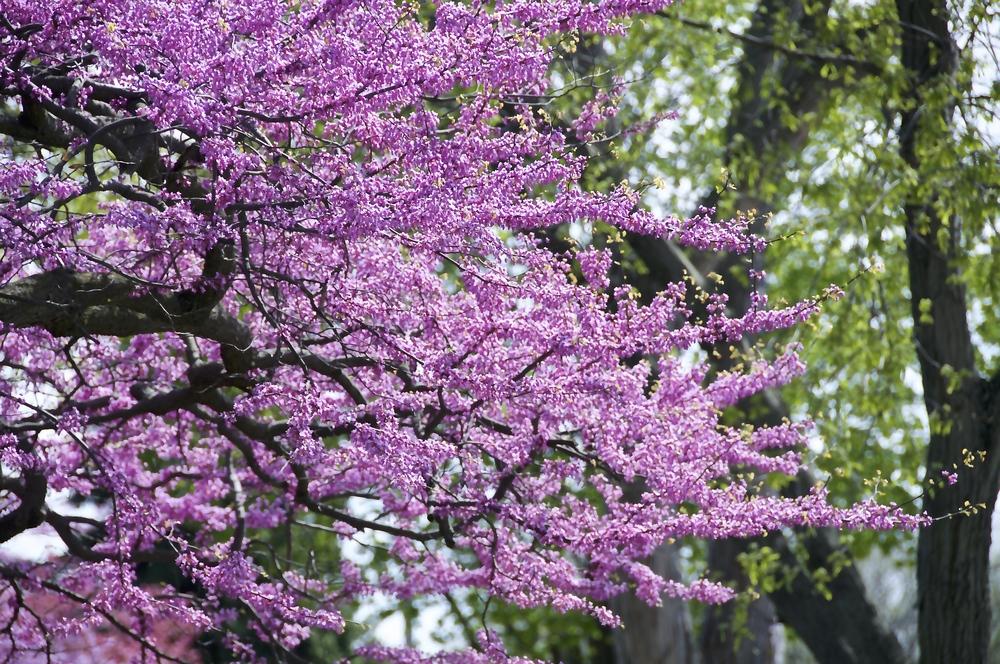 Photo of Eastern Redbud (Cercis canadensis) uploaded by Fleur569