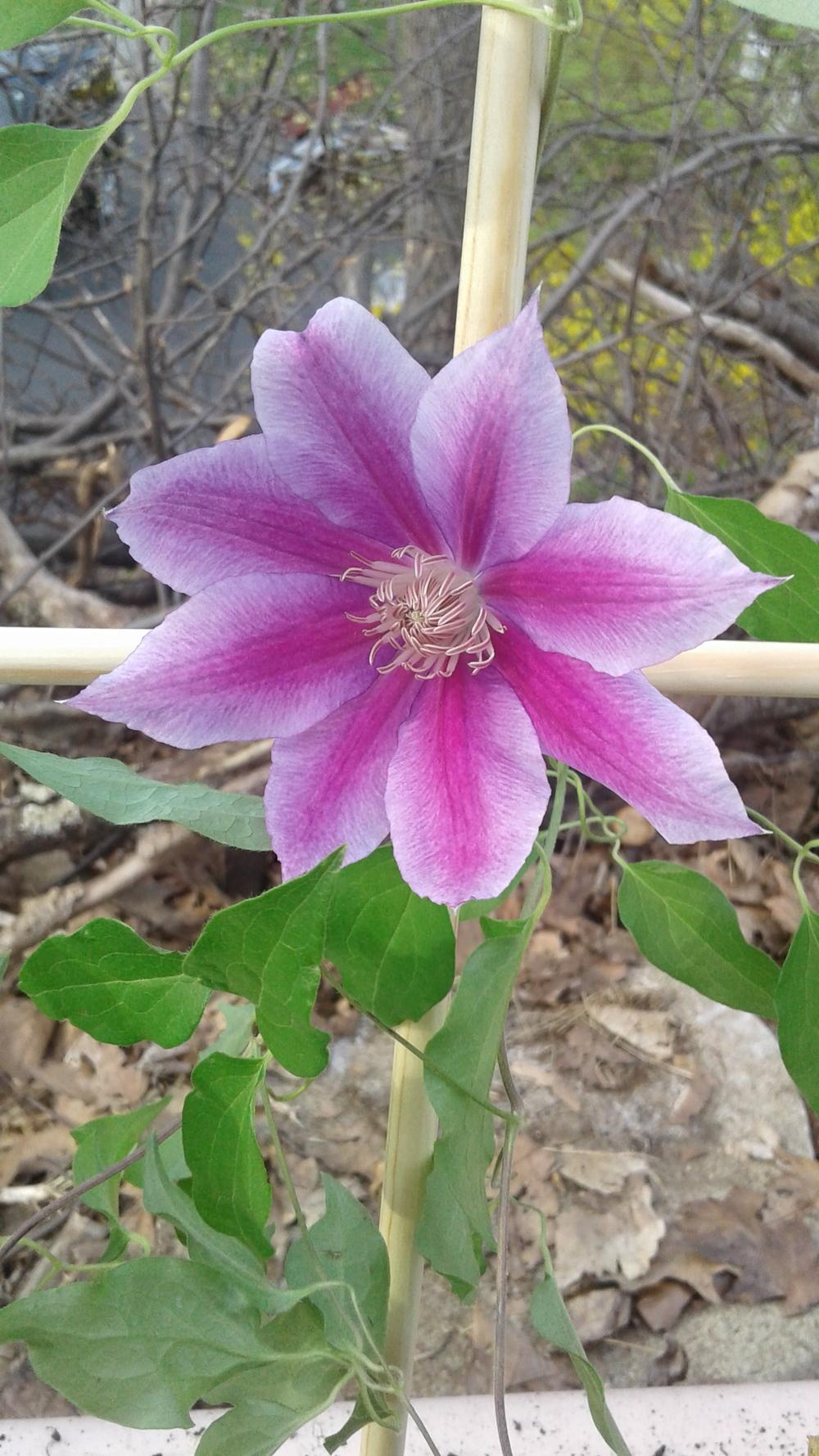 Photo of Clematis 'Dr. Ruppel' uploaded by NikkiGerena