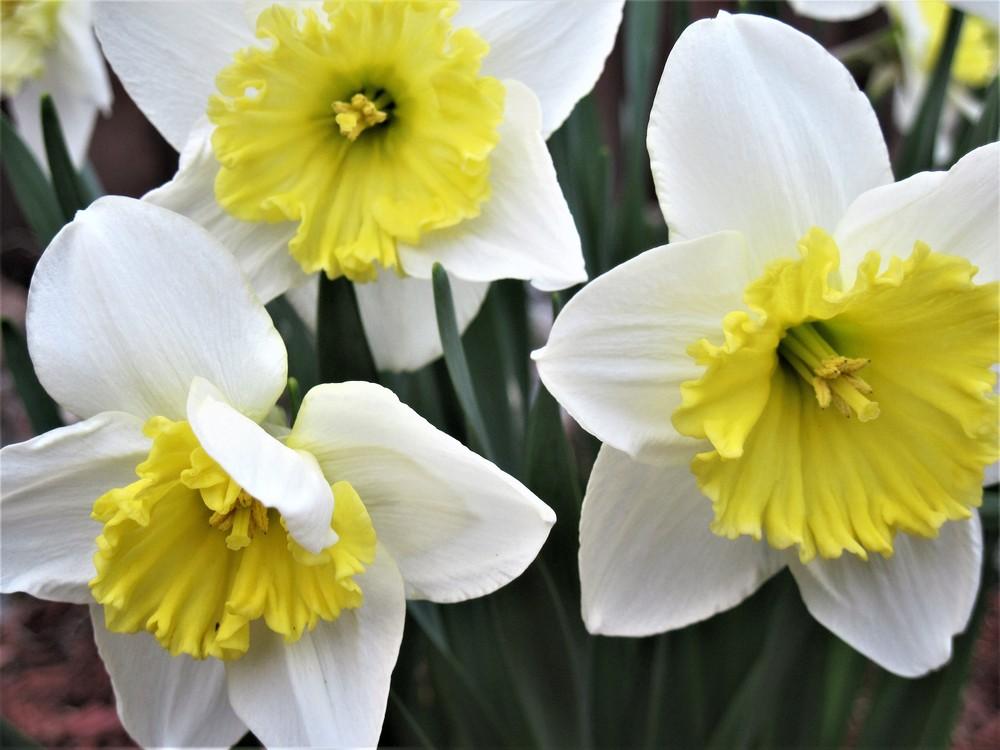 Photo of Daffodils (Narcissus) uploaded by robertduval14