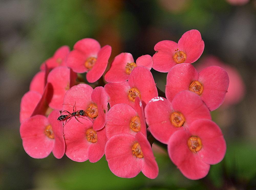 Photo of Crown of Thorns (Euphorbia milii) uploaded by sunkissed