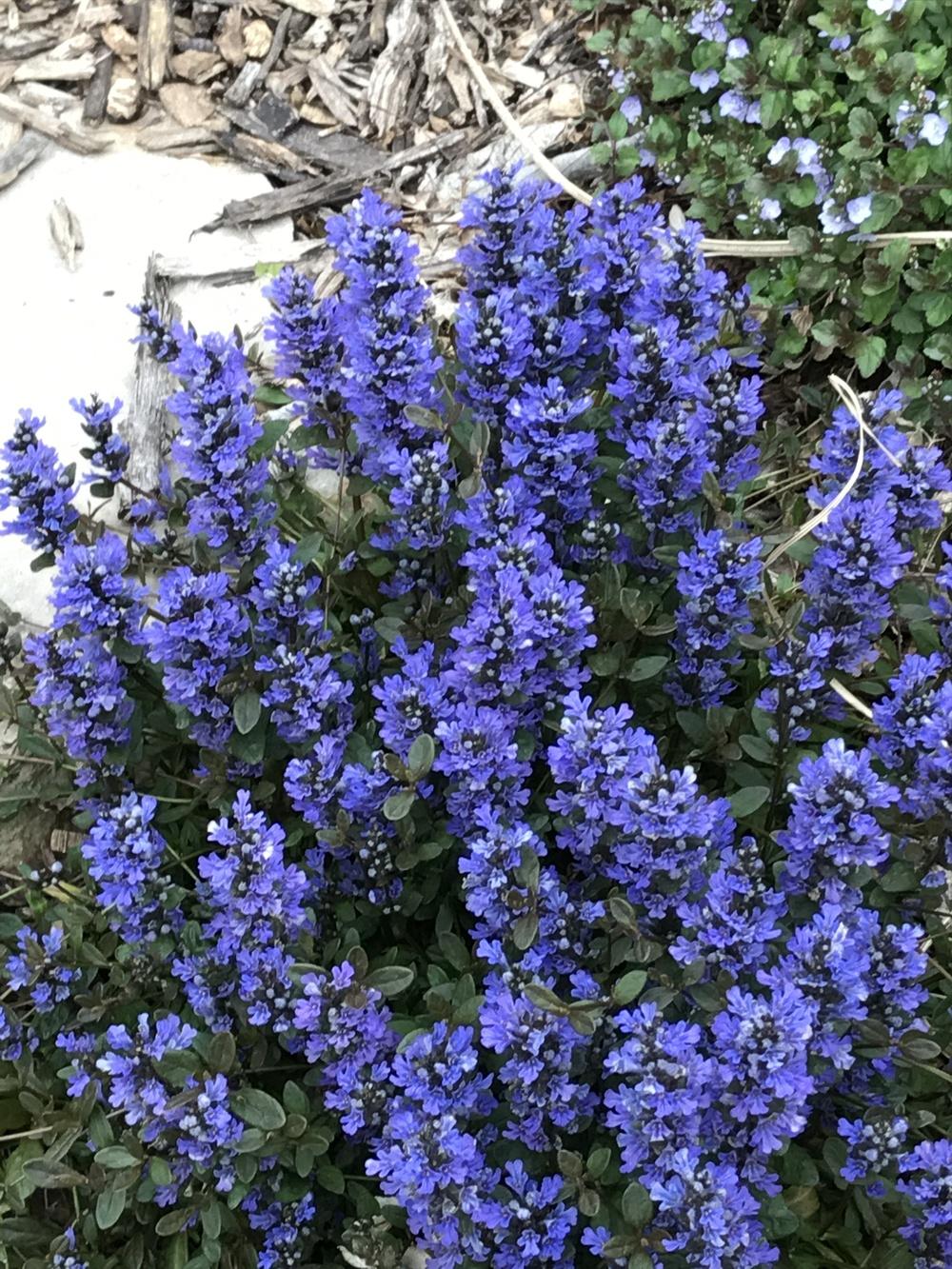 Photo of Bugleweed (Ajuga reptans Chocolate Chip) uploaded by Legalily