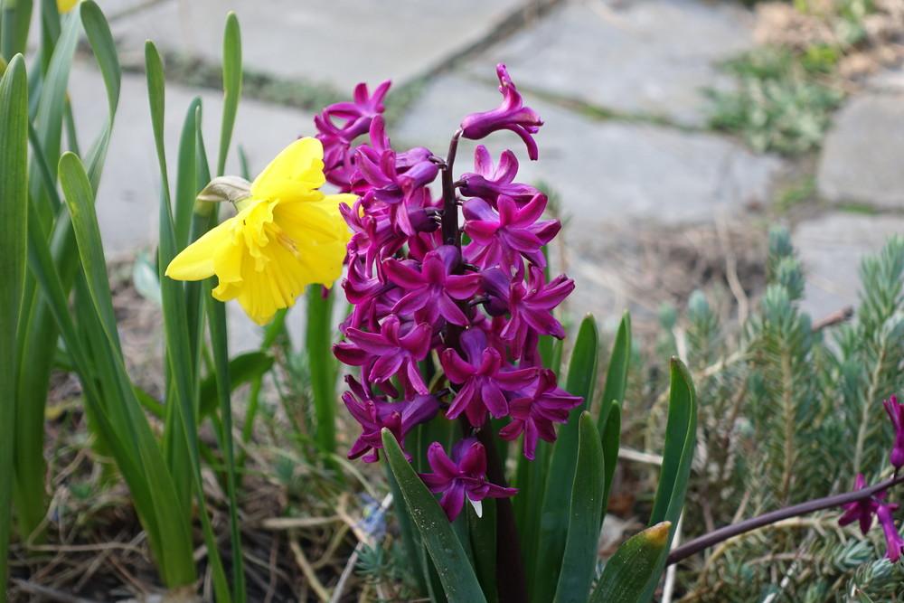 Hyacinths Plant Care and Collection of Varieties