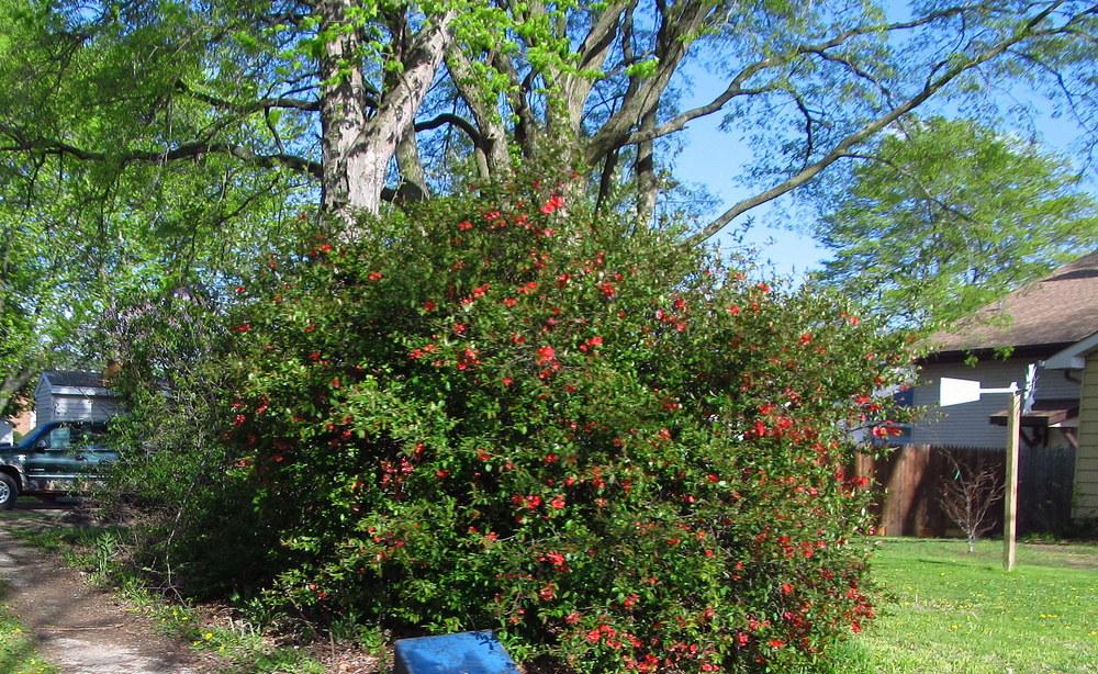 Photo of Flowering Quince (Chaenomeles japonica) uploaded by jmorth