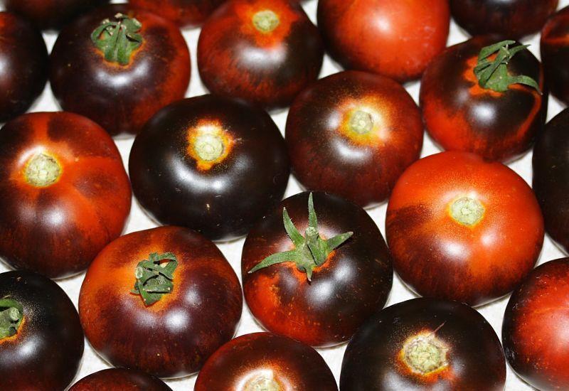 Photo of Tomato (Solanum lycopersicum 'Indigo Apple') uploaded by DianeSeeds