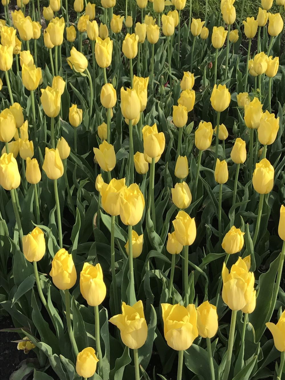 Photo of Tulips (Tulipa) uploaded by Legalily
