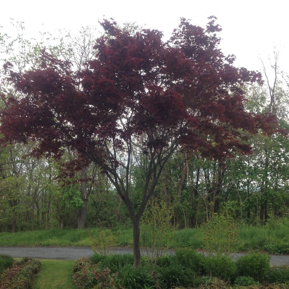 Photo of Japanese Maple (Acer palmatum) uploaded by csandt