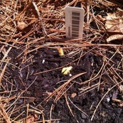 Location: Athol, MA
Date: 2017-04-28
Emerging pips in spring. Bare root planted last fall.
