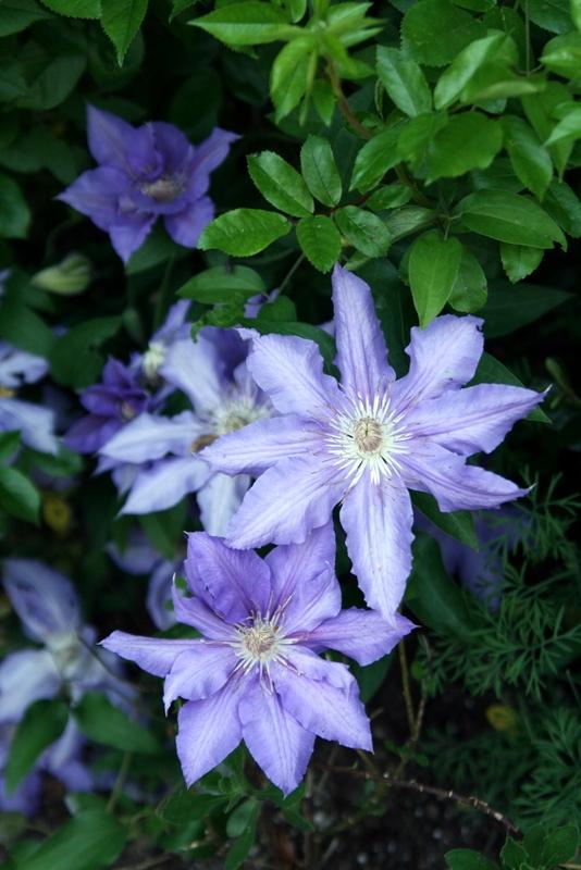 Photo of Clematis uploaded by Calif_Sue