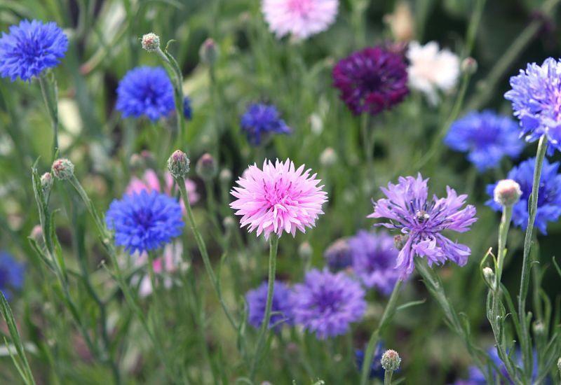 Photo of Bachelor's Buttons (Centaurea cyanus) uploaded by DianeSeeds