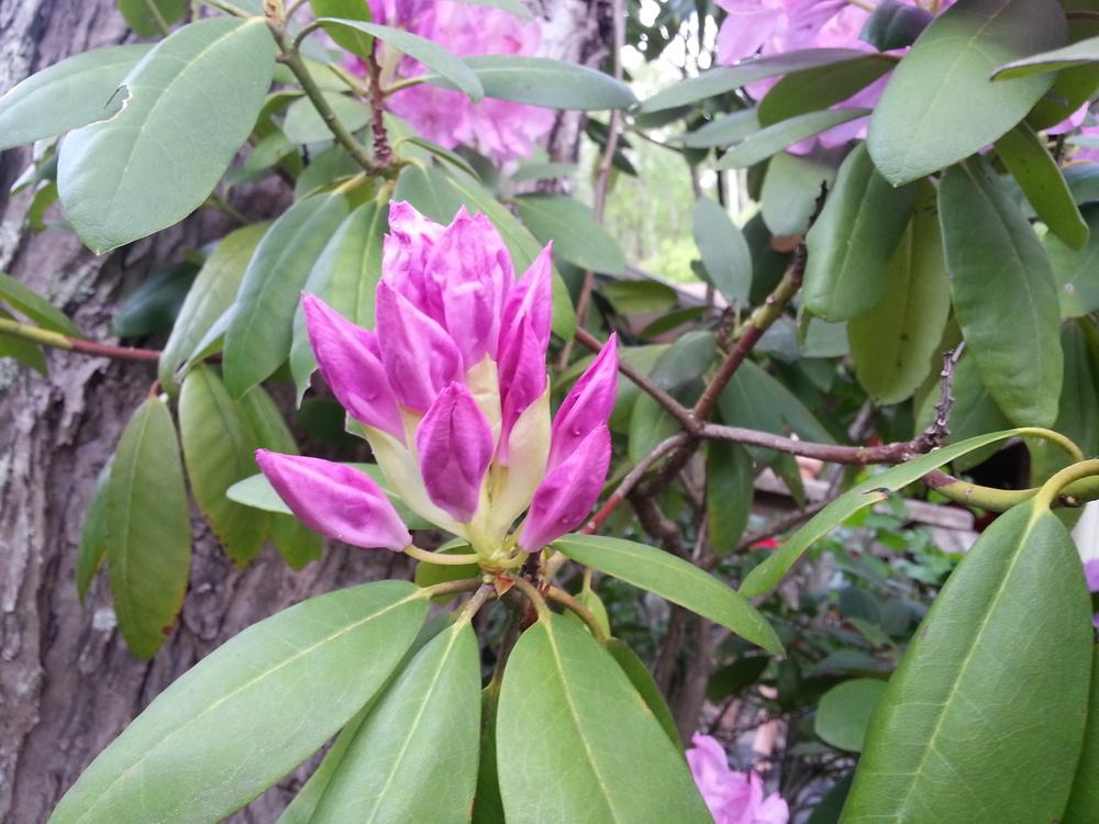 Photo of Catawba Rhododendron (Rhododendron catawbiense) uploaded by dave