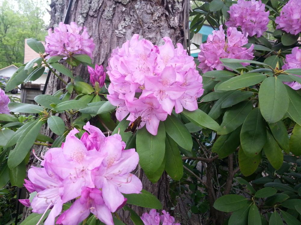 Photo of Catawba Rhododendron (Rhododendron catawbiense) uploaded by dave
